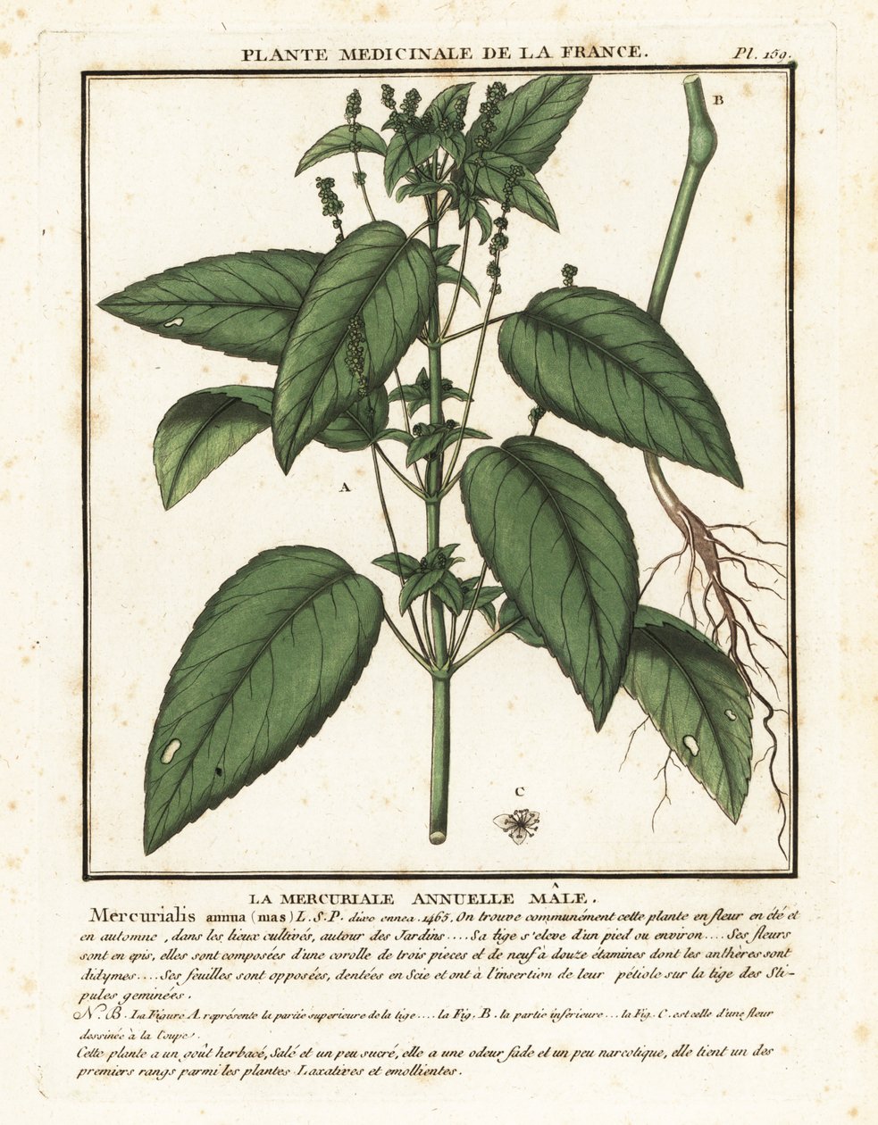 一年生汞，Mercurialis annua。 作者 未知艺术家