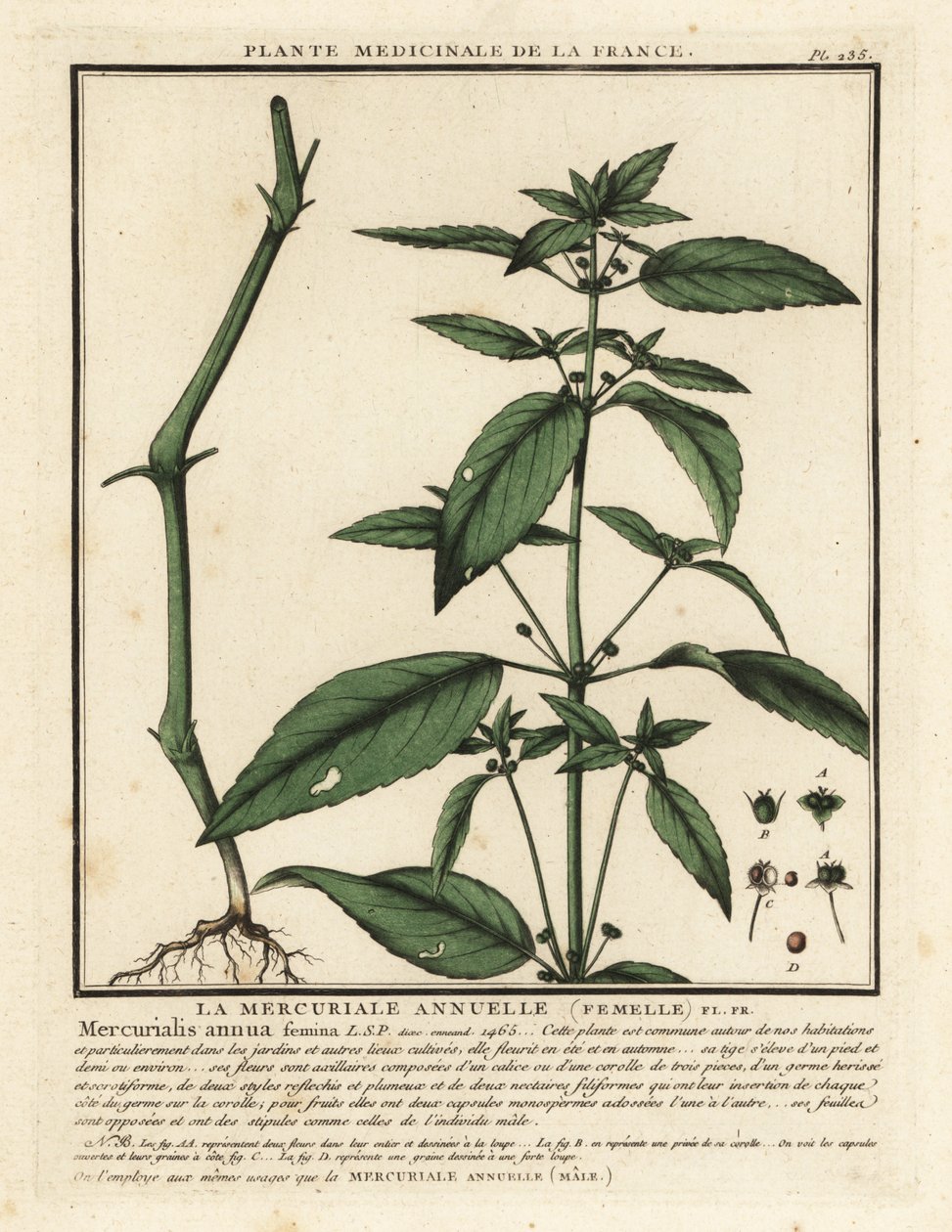 一年生汞，Mercurialis annua。 作者 未知艺术家