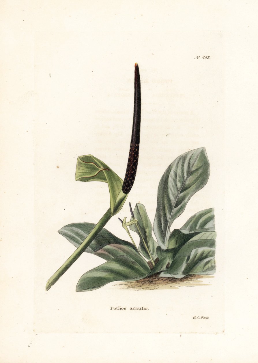 安祖花燕窝或安祖花卷心菜（Pothos acaulis）--乔治-库克为英国杂志《康拉德-洛迪格植物内阁》（1738-1826 年）拍摄的平版印刷作品 作者 未知艺术家