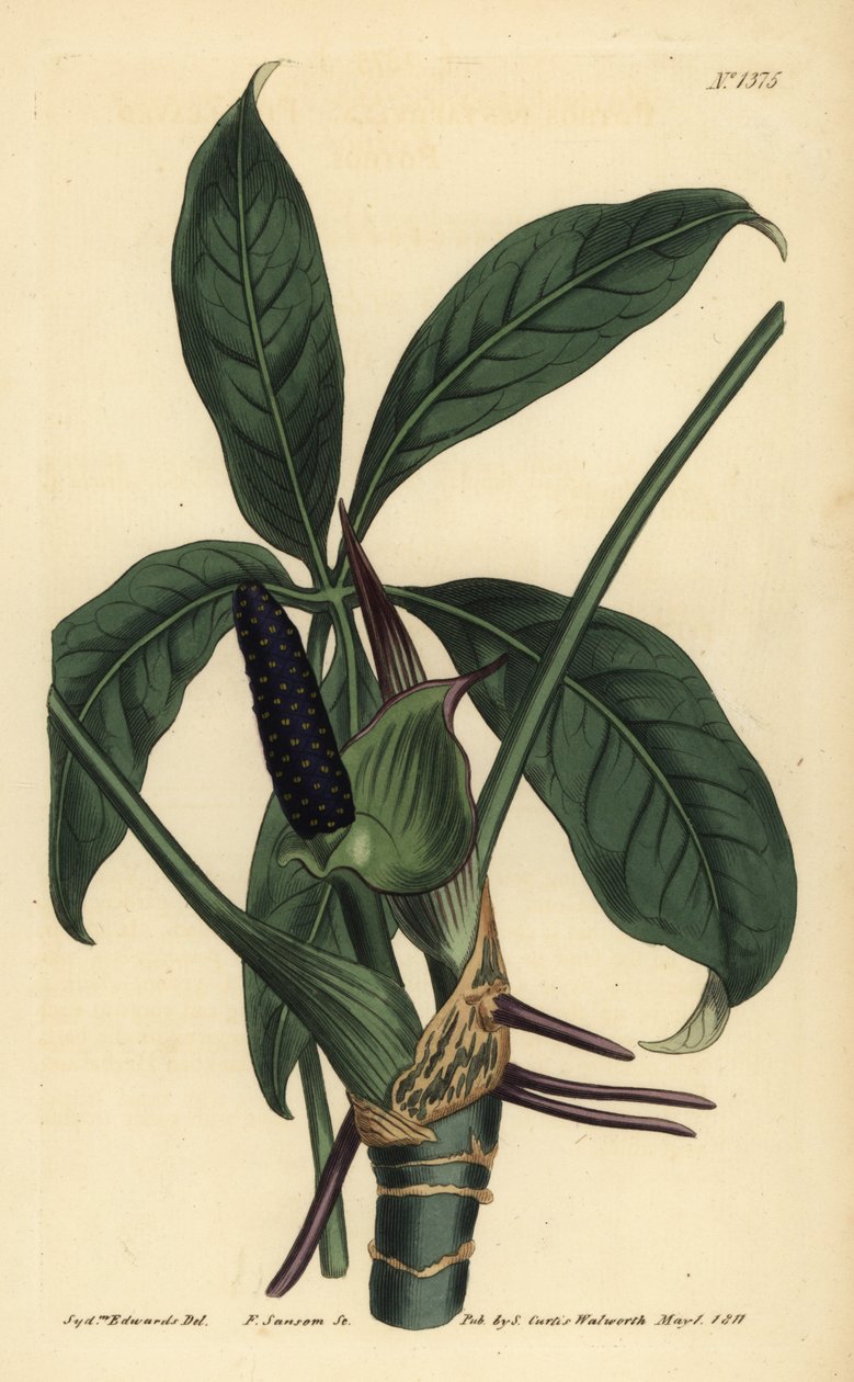 掌上明珠（五叶草，Pothos pentaphylla）。 作者 不明