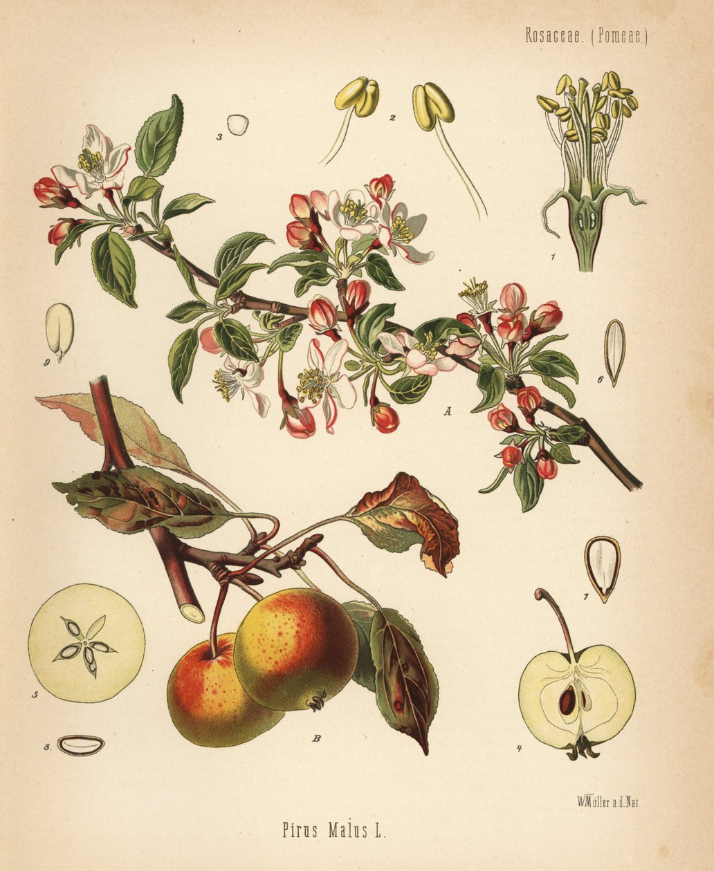 苹果树，Malus domestica (Pyrus malus)。根据瓦尔特-穆勒（Walther Muller）的植物学插图绘制的变色版画，选自赫尔曼-阿道夫-科勒的《药用植物》，由古斯塔夫-帕布斯特编辑，科勒，德国 作者 未知艺术家