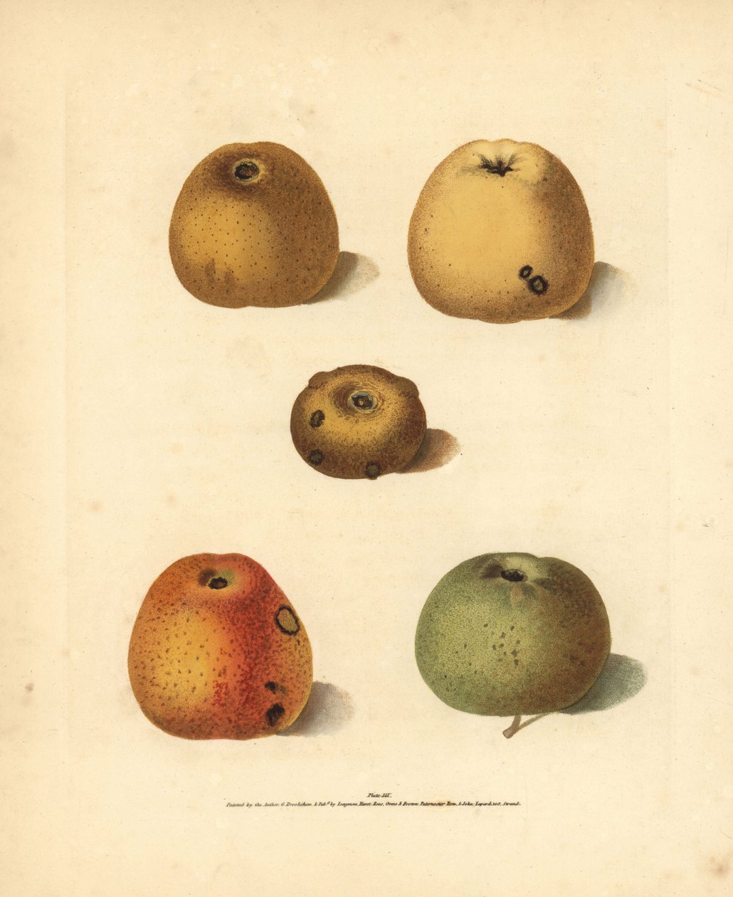 苹果品种，Malus domestica：富兰克林的金杏仁、布兰查德的杏仁、金杏仁、金钮扣和罗伯逊的杏仁。乔治-布鲁克肖（George Brookshaw）根据自己的《不列颠苹果》（Pomona Britannica）绘制的插图的手工彩色石刻版画，伦敦，朗曼出版社、 作者 未知艺术家