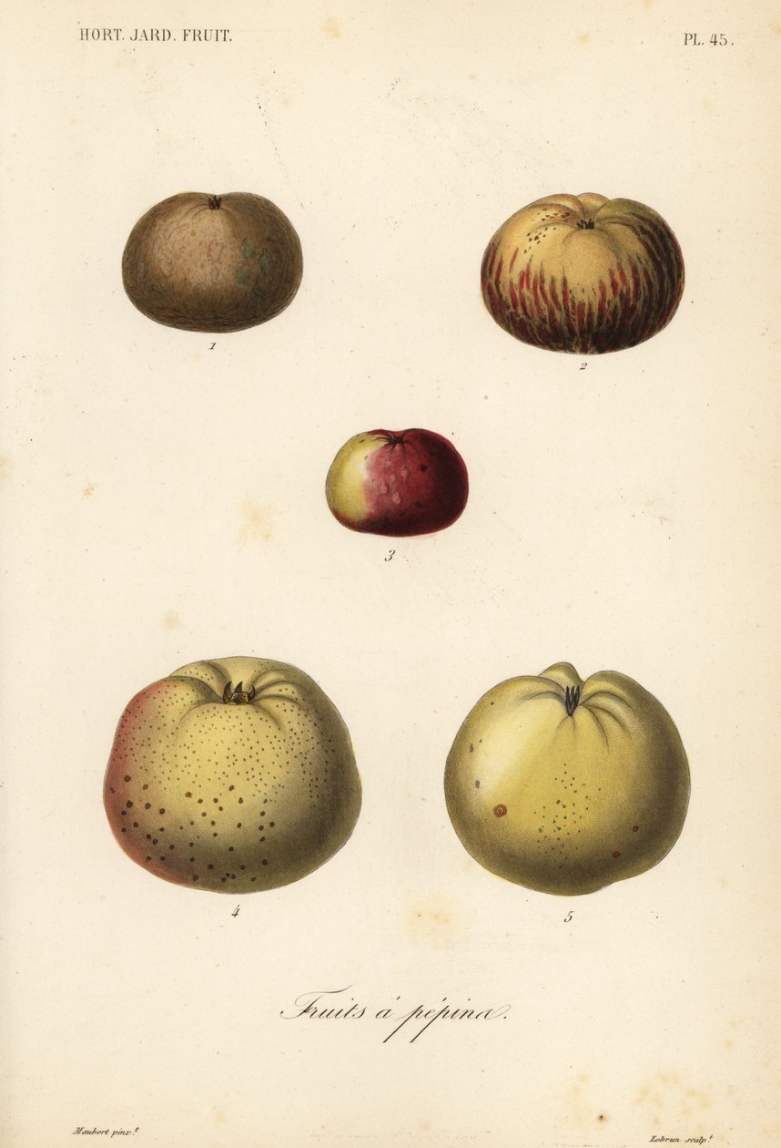 苹果品种, Malus pumila 作者 不明