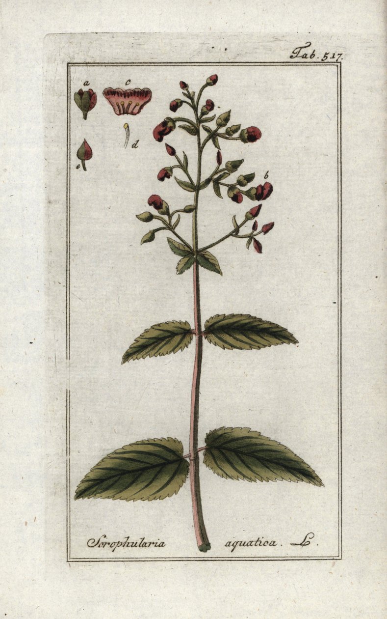 水生鲭（Scrophularia aquatica）。石版画，选自约翰内斯-佐恩（1739-1799 年）的 "Afbeelding der Artseny-Gewassen"，荷兰 作者 未知艺术家