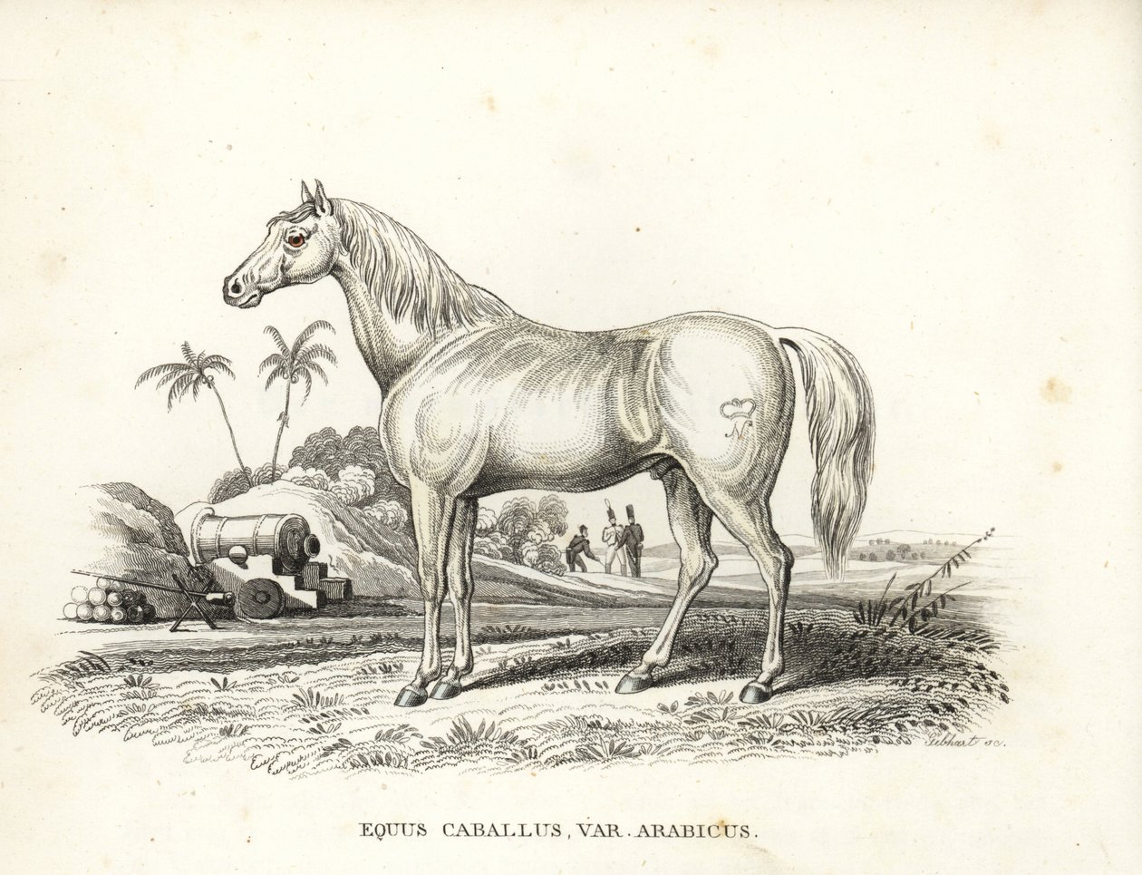 阿拉伯马（Equus caballus var.马背上有拿破仑的烙印，北非战场上有法国士兵和大炮。乔治-弗里德里希-特雷施克的自然历史画廊的手工彩色石版画，Naturhistor 作者 未知艺术家