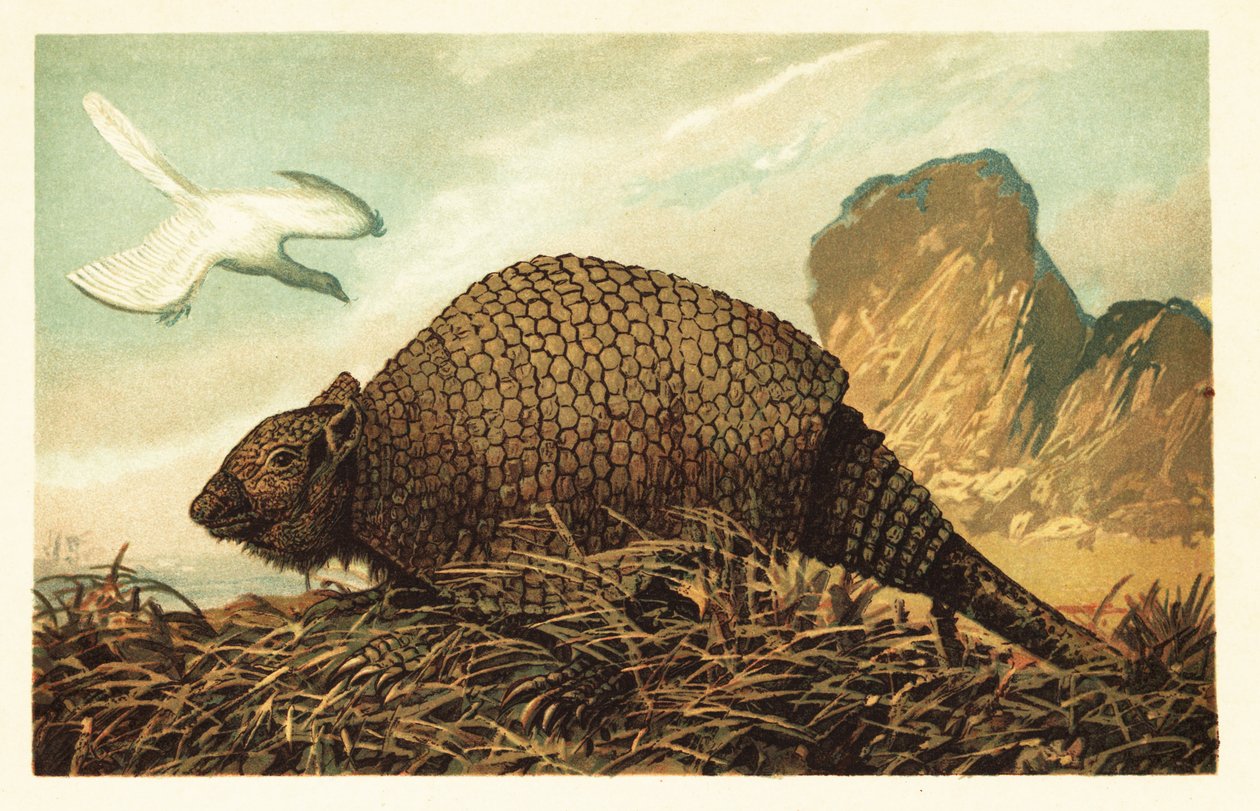 始祖鸟平版和Panochthus tuberculatus.1908（平版印刷） 作者 未知艺术家