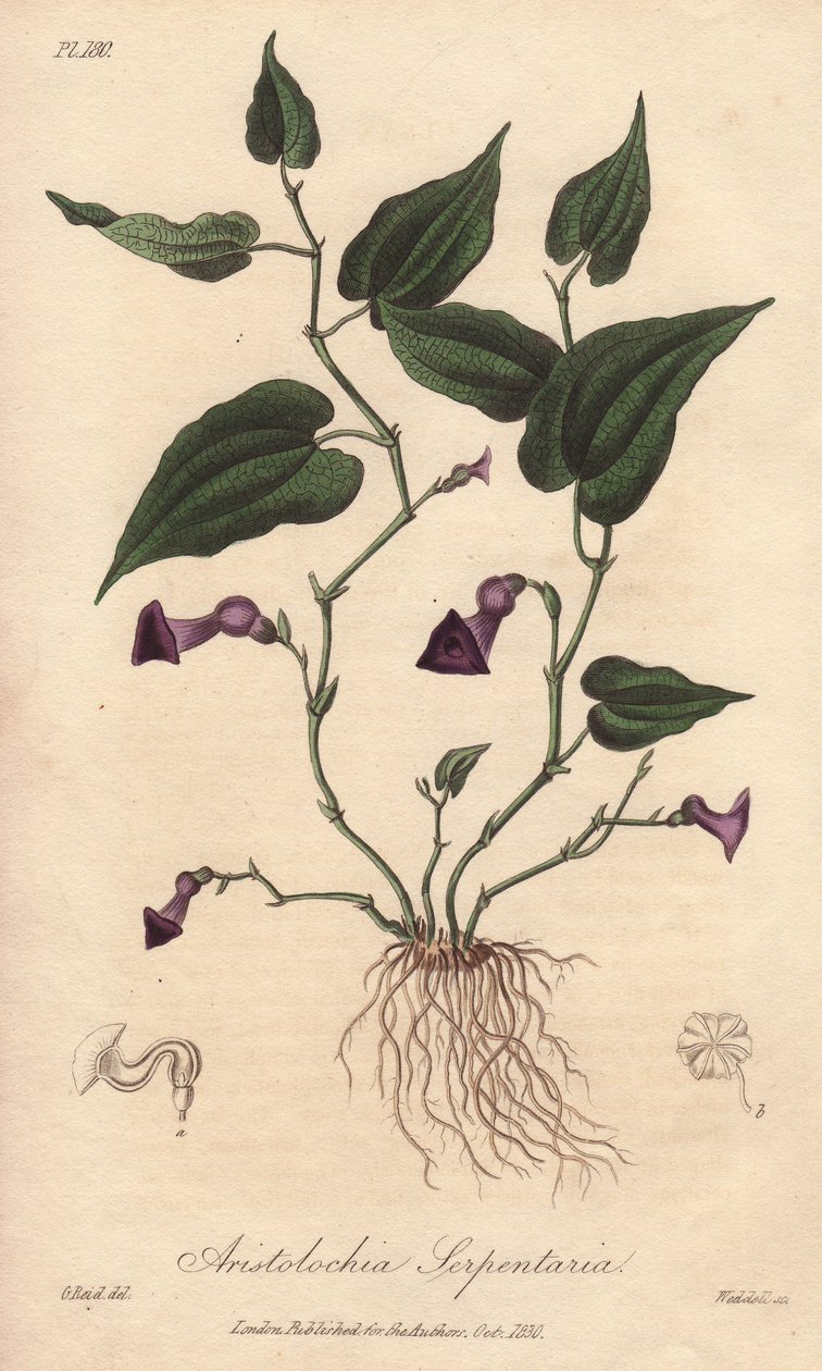 马兜铃（Aristolochia serpentaria）--威廉-克拉克为约翰-史蒂芬森和詹姆斯-莫尔斯-丘吉尔所著《医学植物学，伦敦、爱丁堡和都柏林药用植物描述》配图的浓水，由约翰-丘吉尔在伦敦出版。 作者 未知艺术家