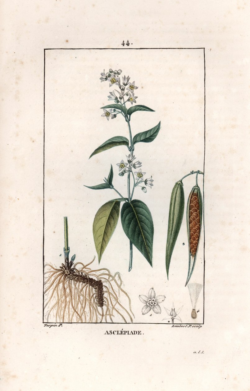 Asclepiade ou herbe à la wadding ou herbe aux parruches - 由 Lambert fils 根据 Pierre Jean Francois Turpin（1775-1840 年）的绘画绘制的版画，摘自 La flore medicale，作者 Chaumeton、Poiret et Chamberet，巴黎，1830 年 - Swallow-wort, Vincetoxicum hirund 作者 未知艺术家