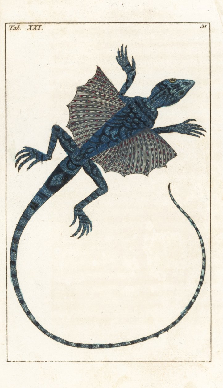 亚洲飞蜥 - Forte Water，作者 Gottlieb Tobias Wilhelm（1758-1811 年），选自《自然历史百科全书》：两栖动物 作者 未知艺术家