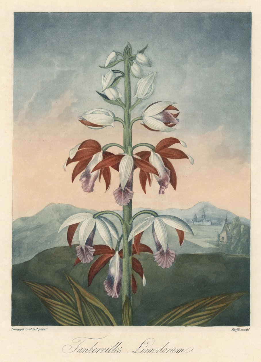 亚洲兰花品种花露水，摘自罗伯特-桑顿博士（1768-1837 年）的《花卉圣殿》。 作者 未知艺术家