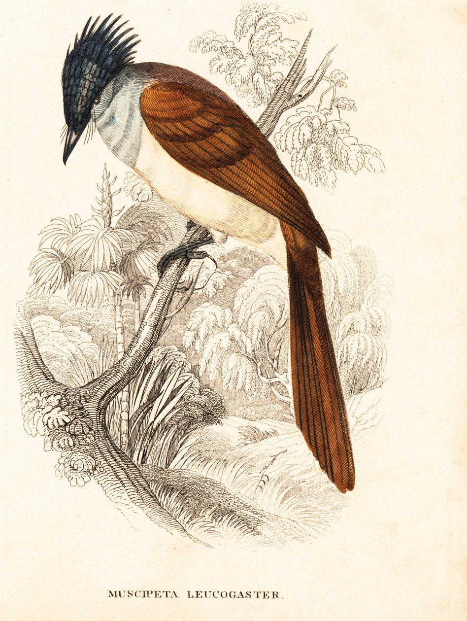 亚洲天堂鸟（喜马拉雅），Terpsiphone paradisi leucogaster (Muscipeta leucogaster)。Georg Friedrich Treitschke 的自然历史画廊，Naturhistorischer Bildersaal des Thierreiches，Liepzig 手工彩色钢板雕刻。 作者 未知艺术家