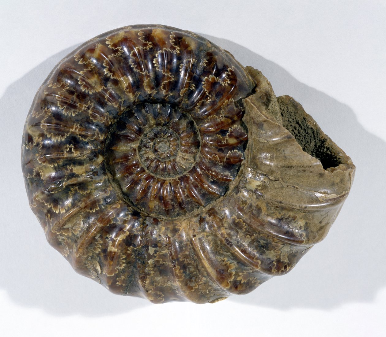 在多塞特郡莱姆雷吉斯发现的Asteroceras obtusum（阿莫尼特），下侏罗纪时期（照片）。 作者 不明