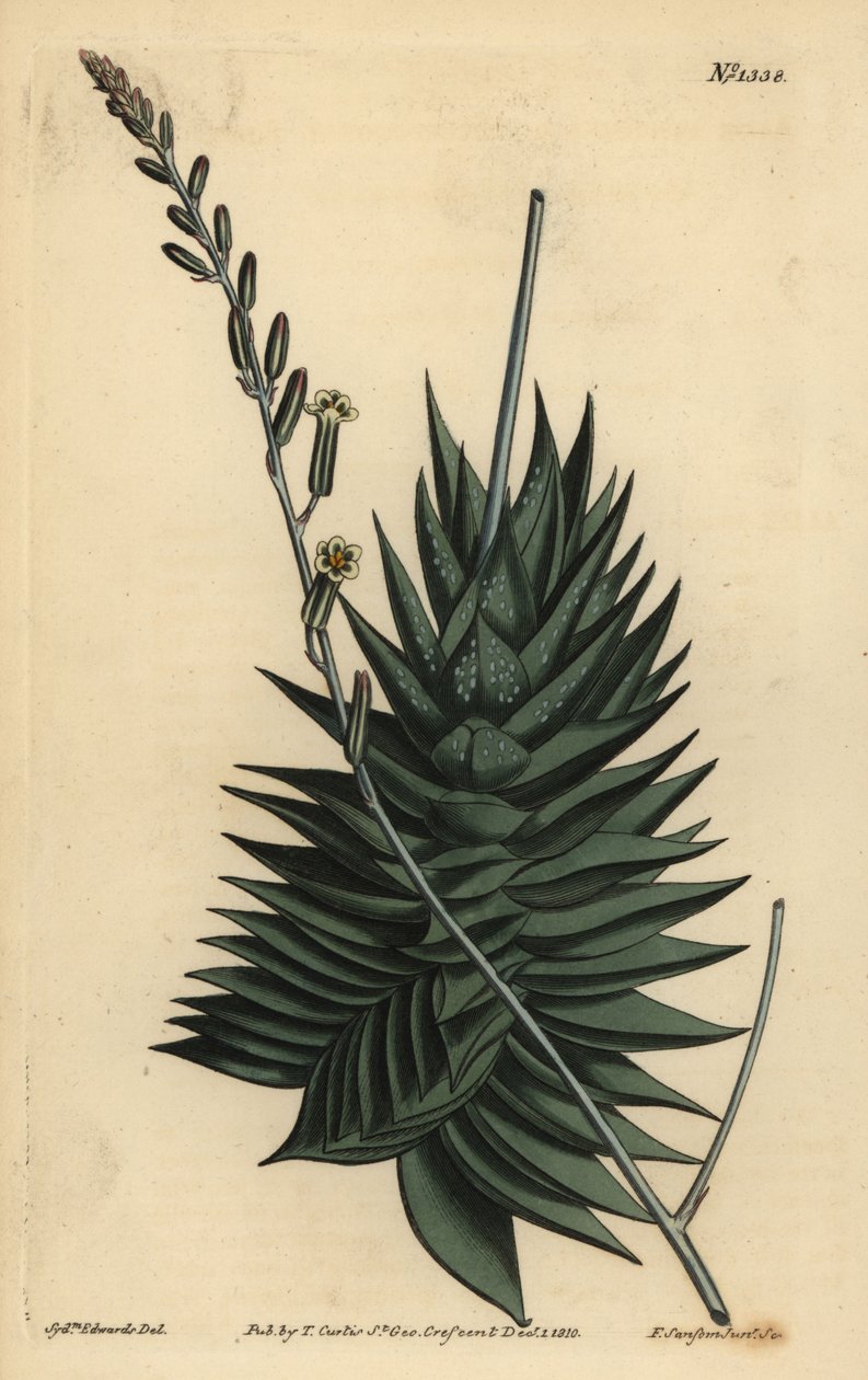 Astroloba spinis (Pentagonal aloe, Aloe pentagona) 作者 不明
