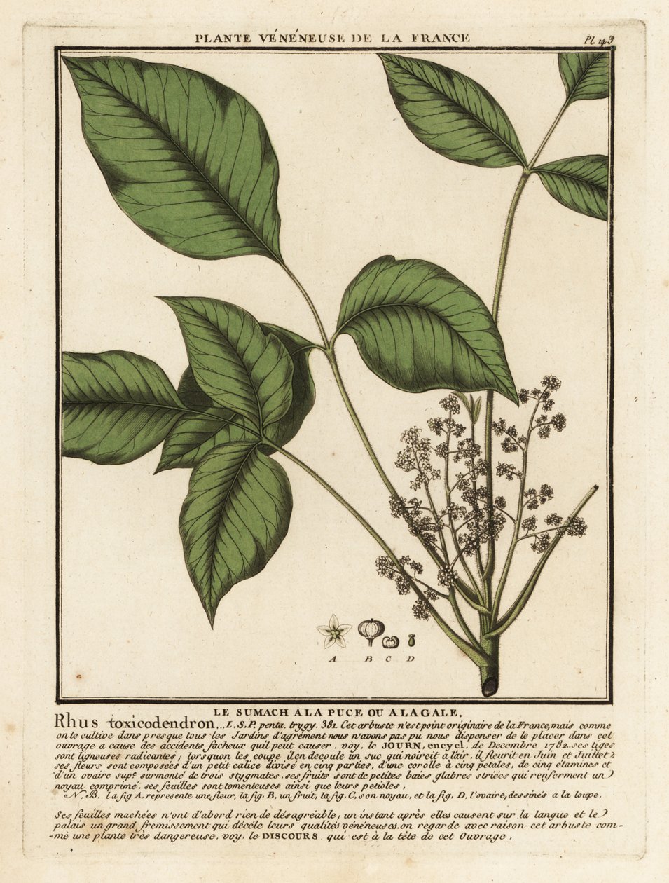 大西洋毒栎（Toxicodendron pubescens）。 作者 未知艺术家