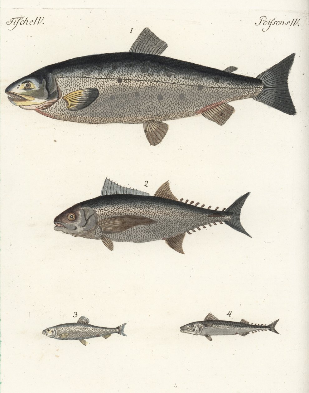 大西洋鲑鱼 Salmo salar 1、金枪鱼 Thunnus species 2、大西洋鲱鱼 Clupea harengus 3 和大西洋鲭鱼 Scomber scombrus 4。Friedrich Johann Bertuch 的《儿童图画书》（Bilderbuch fur Kinder）中的手工彩色铜版画。 作者 未知艺术家