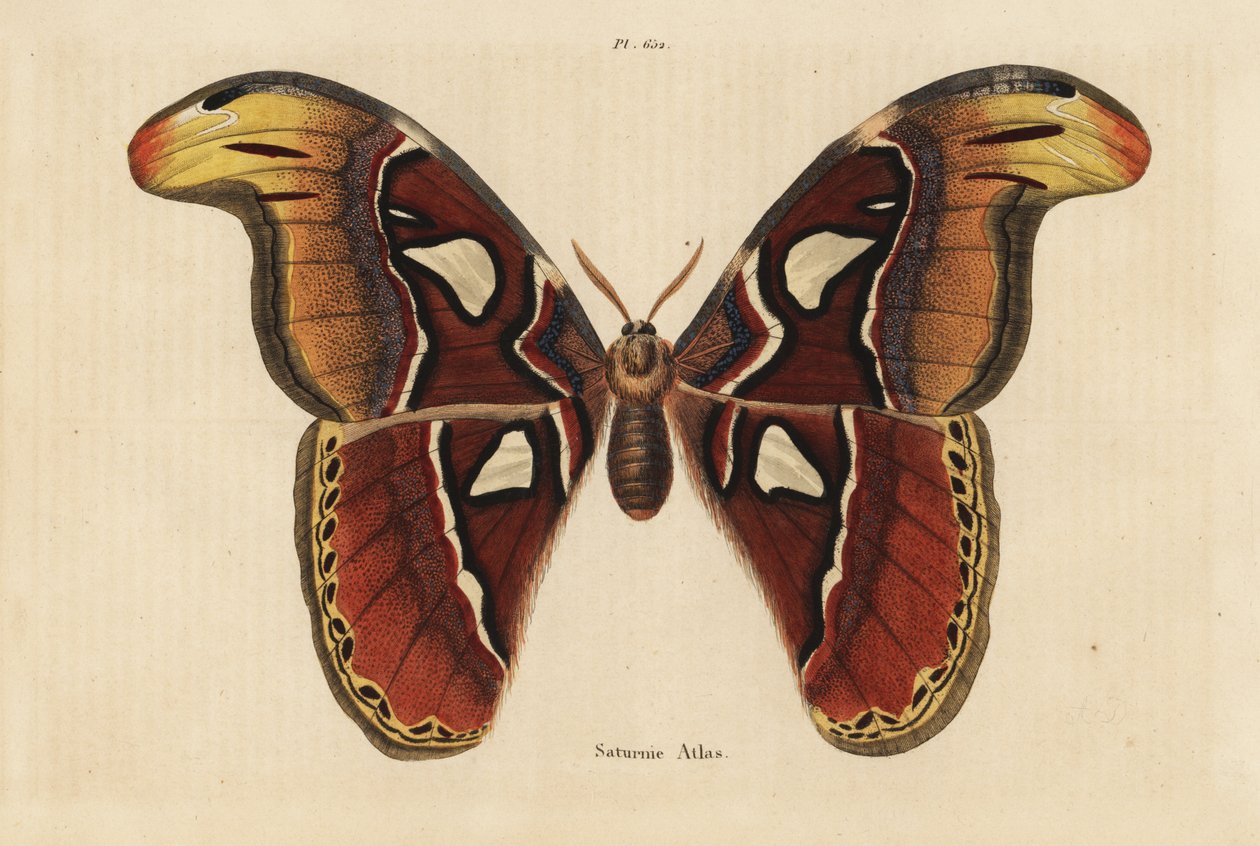 阿特拉斯蛾，Attacus atlas 作者 不明