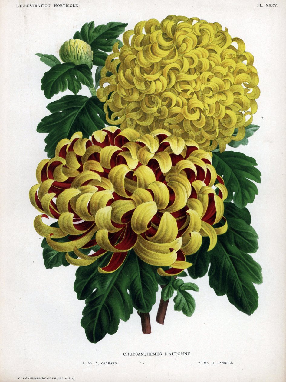 秋菊杂交种：M.C.Orchard有黄色和深红色的大花，M.H.Cannell有黄色的大花。 作者 未知艺术家