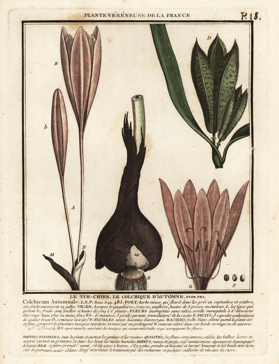 秋番红花，Colchicum autumnale。 作者 未知艺术家
