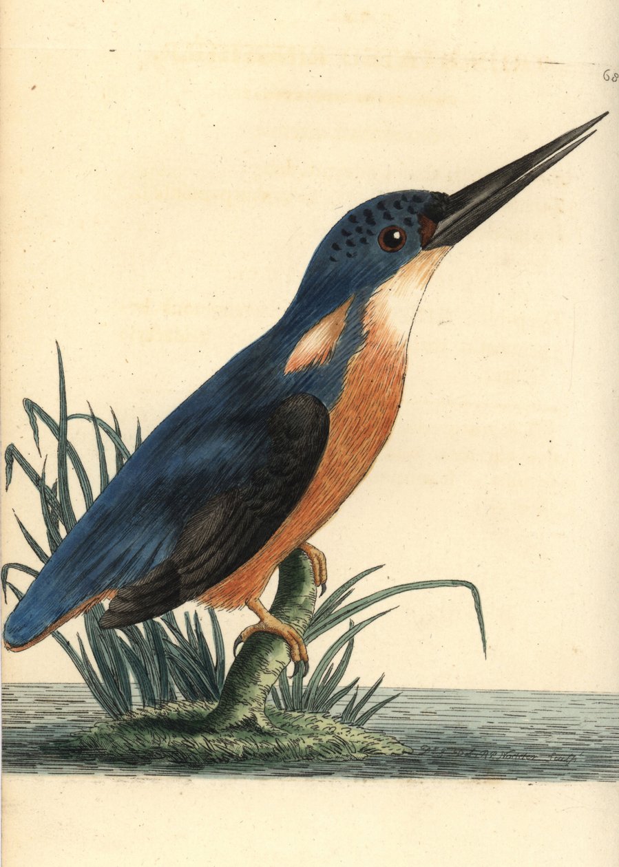 天蓝色翠鸟，Ceyx azureus（三趾翠鸟，Alcedo tribrachys）。插图由理查德-波利多尔-诺德绘制并雕刻。乔治-肖和弗雷德里克-诺德的《博物学家杂录》中的手工彩色铜版雕刻，伦敦 作者 未知艺术家