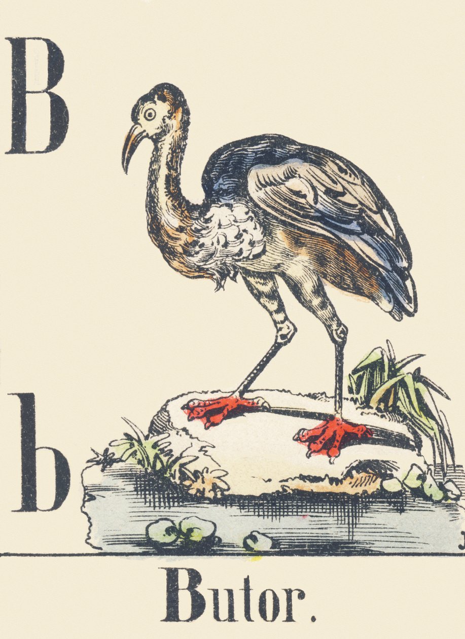 B：比特犬，约 1880-1900 年（插图） 作者 未知艺术家