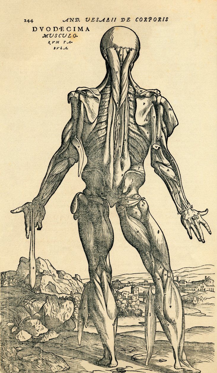 男性人体背面，一项解剖研究，最初发表在 De Humani Corporis Fabrica Libri Septem（安德烈亚斯·维萨留斯关于人体结构的七本书），巴塞尔出版 作者 不明