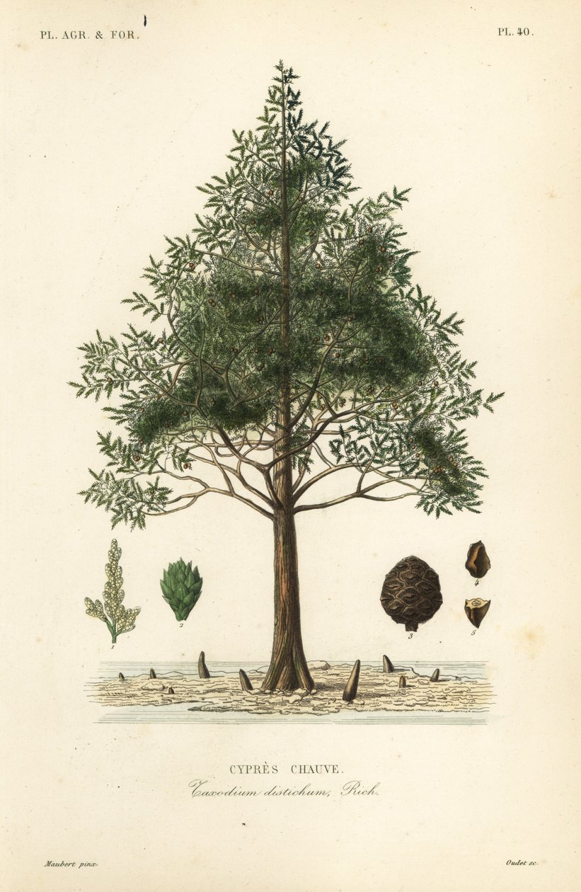 秃头柏或沼泽柏树，Taxodium distichum, Cypres chauve 作者 不明