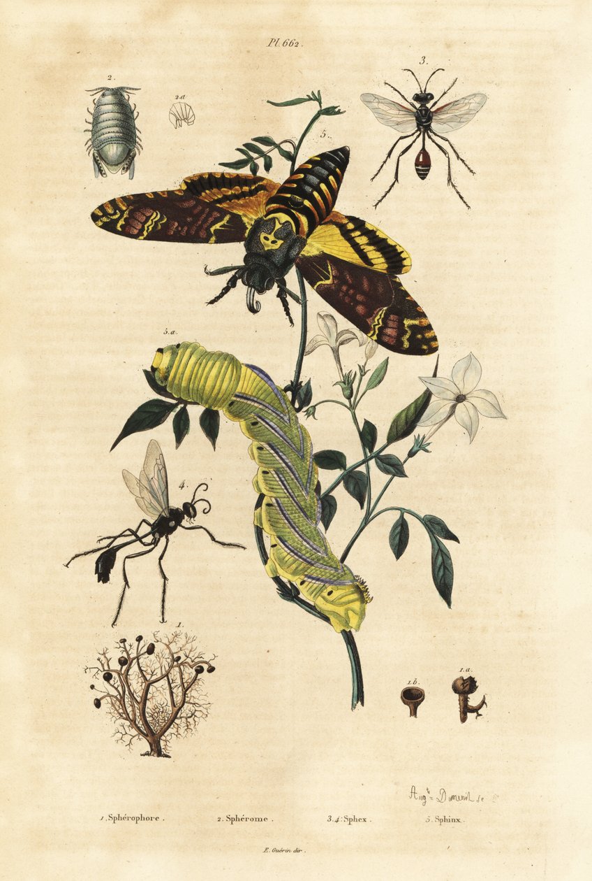 球状地衣，Sphaerophorus globulus 1，Dynamene甲壳动物2，挖掘蜂，Sphex物种3,4，以及非洲死亡头鹰蛾，Acherontia atropos，和毛虫5 作者 不明