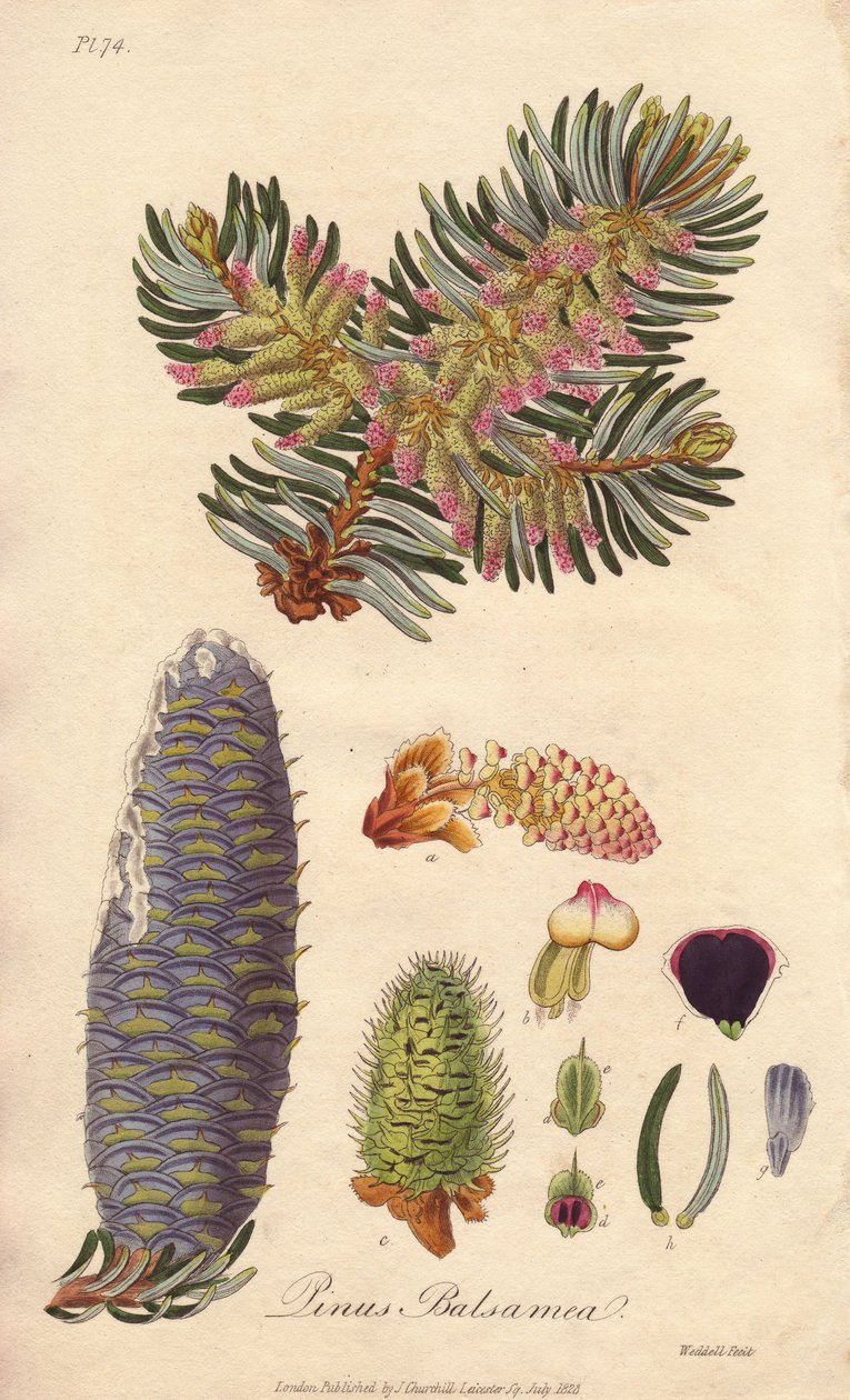 香脂冷杉（Abies balsamea）- William Clarke 为 John Stephenson 和 James Morss Churchill 所著的《医学植物学，伦敦、爱丁堡和都柏林药用植物描述》绘制的浓水插图，183 年由约翰-丘吉尔在伦敦出版。 作者 未知艺术家
