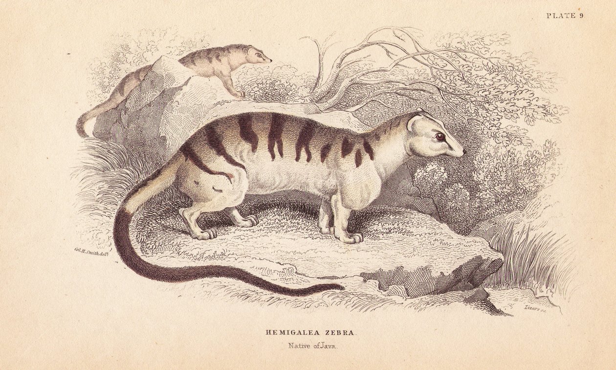 带状棕榈狸猫，Hemigalus derbyanus（Hemigalea zebra）。濒临灭绝。利扎斯根据查尔斯-汉密尔顿-史密斯（Charles Hamilton Smith）的插图绘制的手绘钢版画，出自爱丁堡威廉-怡和的《博物学家图书馆》。 作者 未知艺术家