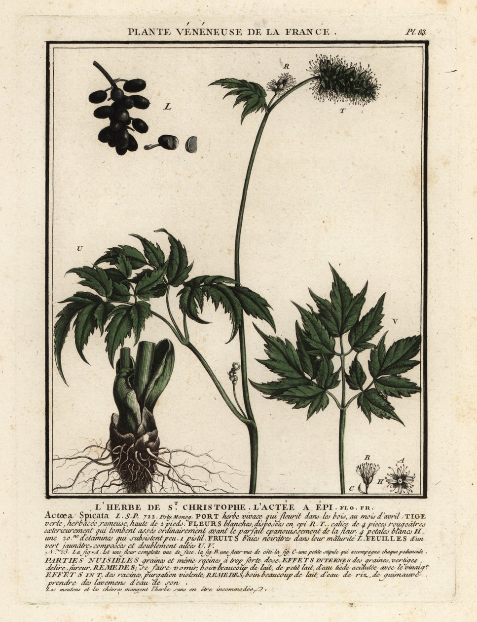 山莓，Actaea spicata。 作者 未知艺术家