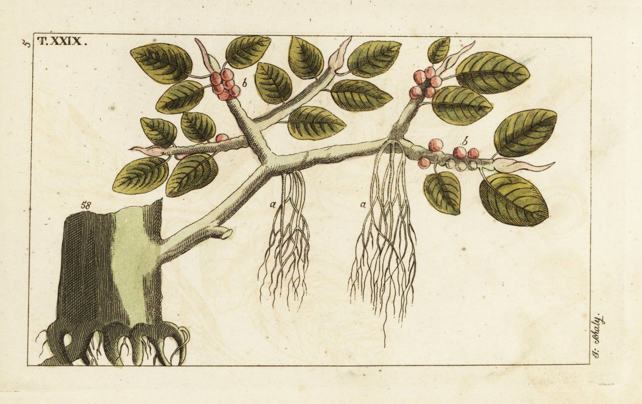 榕无花果树与气生根，Ficus benghalensis。 作者 未知艺术家