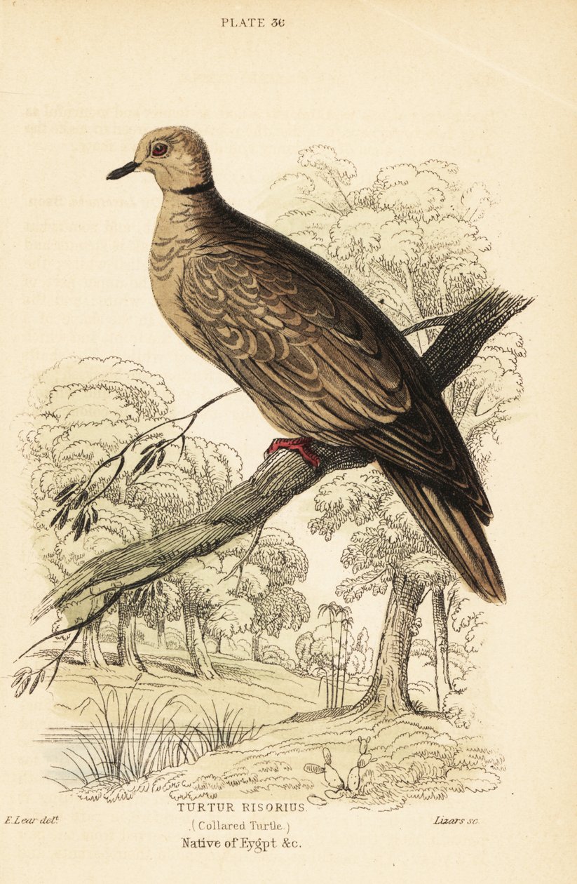 巴巴里鸠，Streptopelia risoria。 1889年（雕刻） 作者 未知艺术家