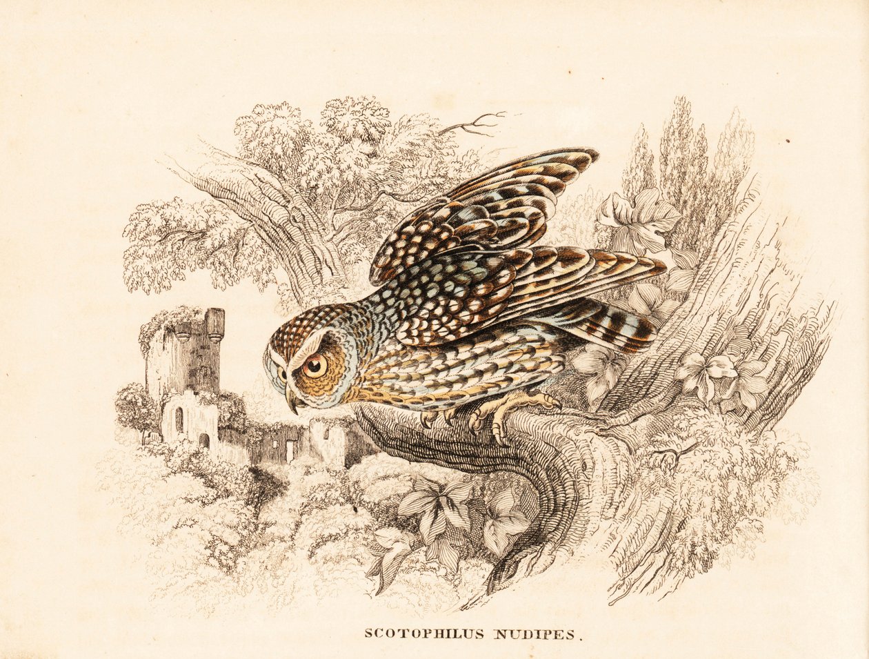 裸足猫头鹰，Margarobyas lawrencii（裸足夜枭，Scotophilus nudipes）。Georg Friedrich Treitschke 的自然历史画廊（位于 Liepzig 的 Naturhistorischer Bildersaal des Thierreiches）中的手工彩色钢板雕刻。 作者 未知艺术家