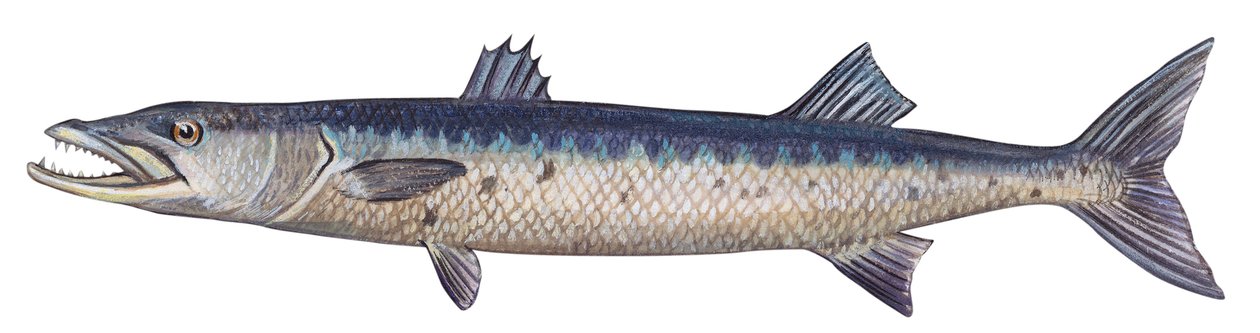 梭鱼 - 大梭鱼 (Sphyraena barracuda) 作者 未知艺术家