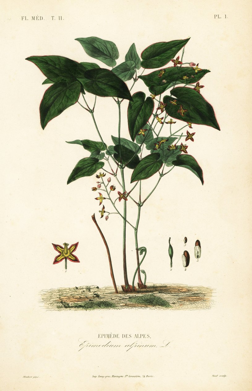 Barrenwort 或主教的帽子，淫羊藿，阿尔卑斯山淫羊藿 作者 不明
