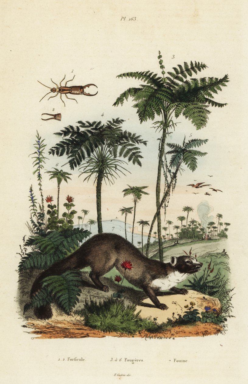 Beech marten, Martes foina 7,earwig, Forficula auricularia 1,2, 和蕨类植物品种 3-6 作者 不明