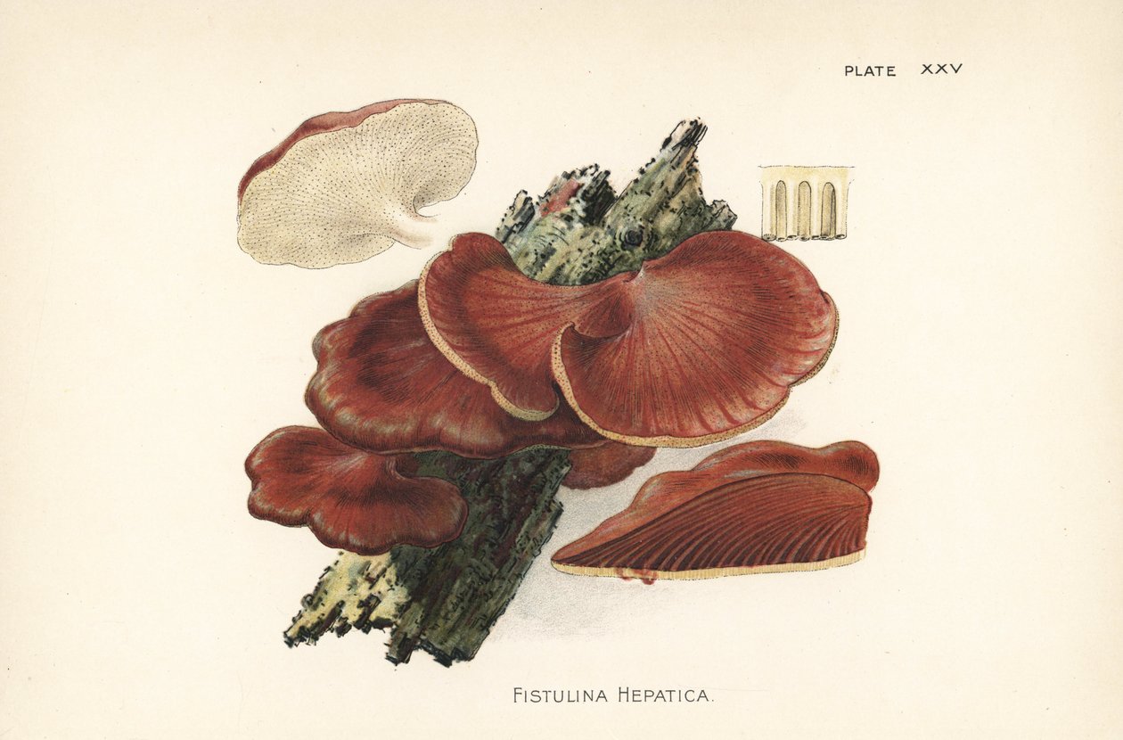 牛筋菌，Fistulina hepatica。根据威廉-汉密尔顿-吉布森（William Hamilton Gibson）的植物学插图绘制的色石版画，出自他的《我们的食用蟾蜍和蘑菇》一书。 作者 未知艺术家