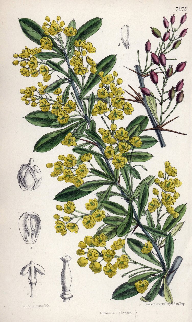 喜马拉雅山西部开黄花的小檗灌木。玛蒂尔达-史密斯（Matilda Smith，1854-1926 年）绘制，E. 贝茨平版印刷，载于约瑟夫-道尔顿-胡克的《柯蒂斯植物杂志》，由 L. 里夫和公司在英国伦敦出版。 作者 未知艺术家