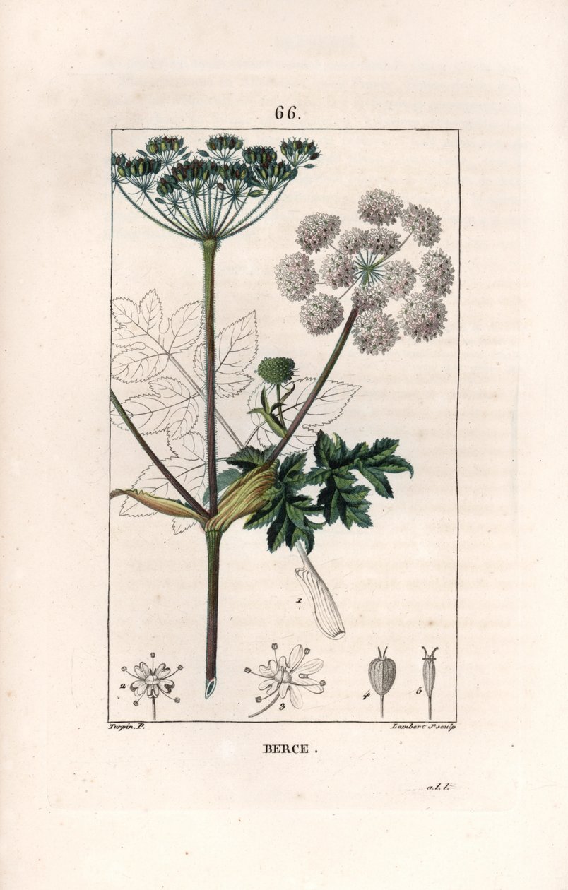 Berce ou charavie --兰伯特父子根据皮埃尔-让-弗朗索瓦-特平（1775-1840 年）的画作绘制的版画，选自《花卉医学》，de Chaumeton、Poiret et Chamberet，巴黎，1830 年 --普通猪笼草或牛香菜，Heracleum sphondylium --兰伯特父子绘制的版画。 作者 未知艺术家