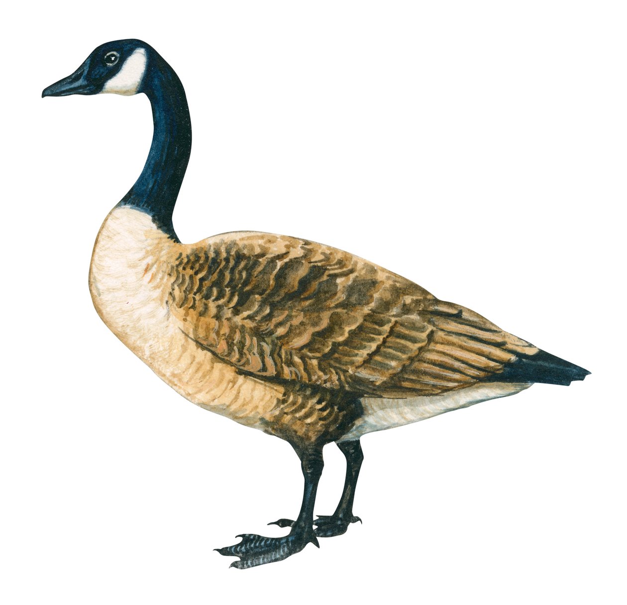 Bernache du Canada - 加拿大鹅 (Branta canadensis) 作者 未知艺术家