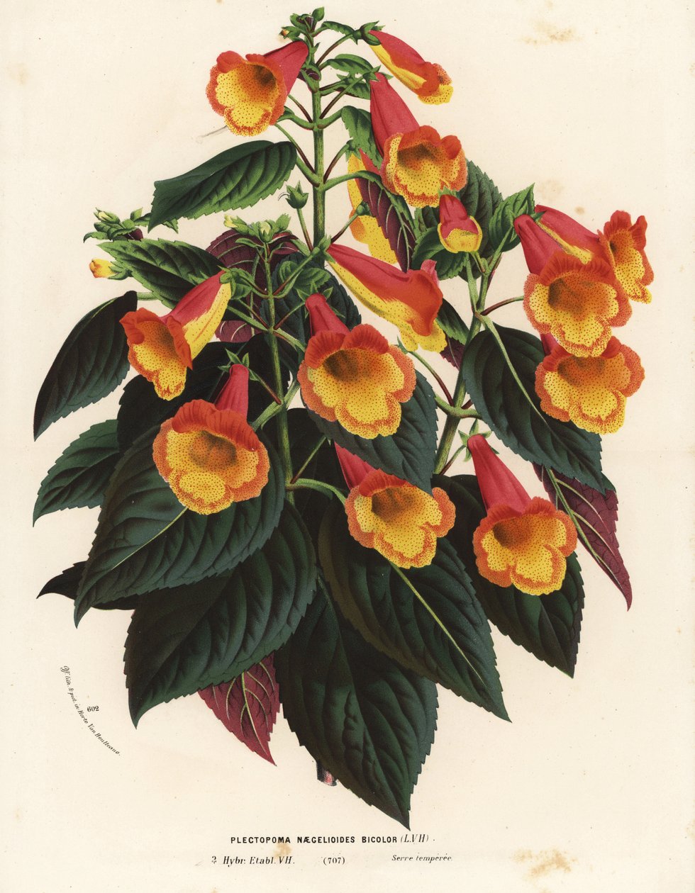 双色 Achimenantha x naegelioides 栽培品种（Plectopoma naegelioides bicolor）。Louis van Houtte 和 Charles Lemaire 的《欧洲花园和暖房的花》中的手工彩色石版画，Flore des Serres et des Jardins de l