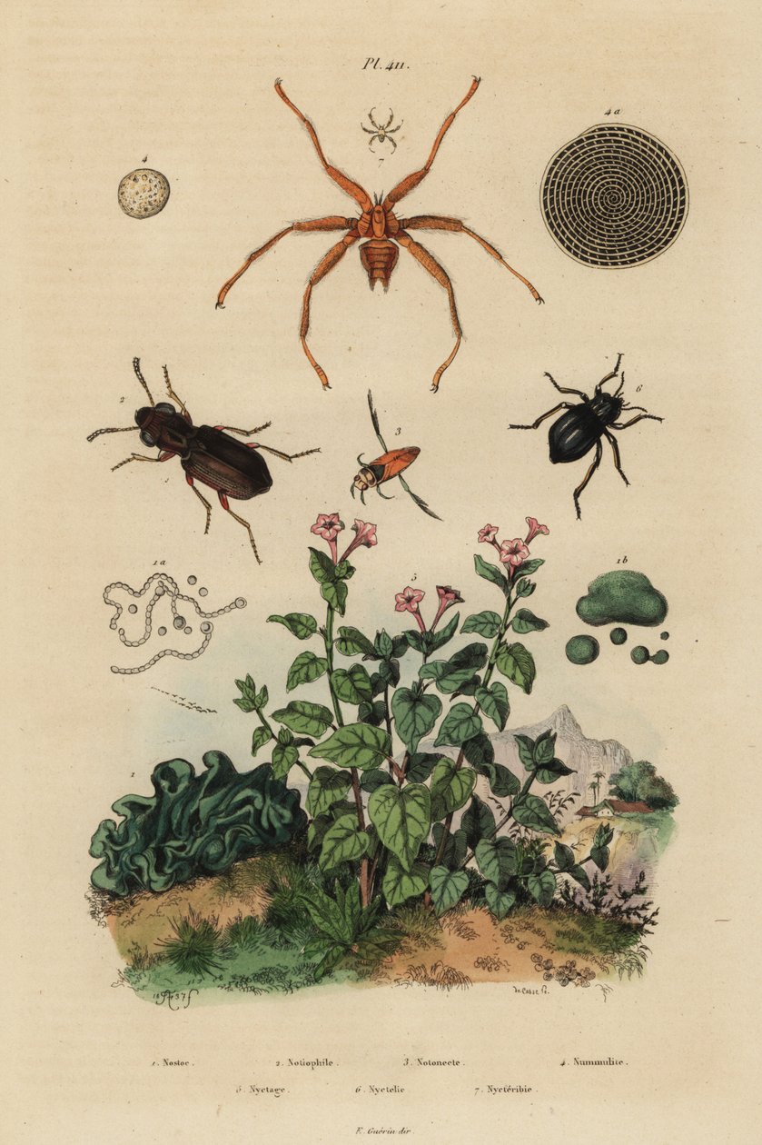 大眼甲虫，Notiophilus biguttatus，背水一战，Nononecta种，nummulite化石，暗纹甲虫，Nyctelia种，蝙蝠飞，Nycteribia种 作者 不明