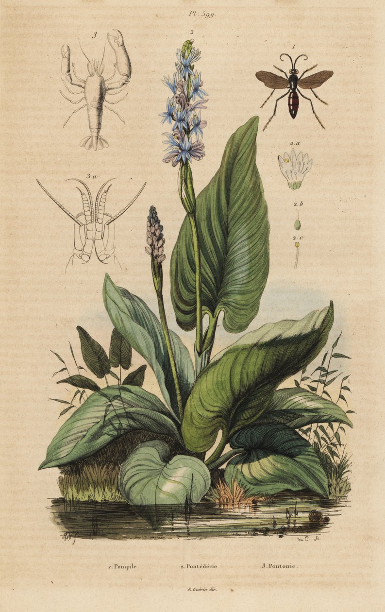 黑带蜘蛛蜂，Anoplius viaticus 1，挑水草，Pontederia cordata 2，和看门虾，Anchistus custos 3 作者 不明
