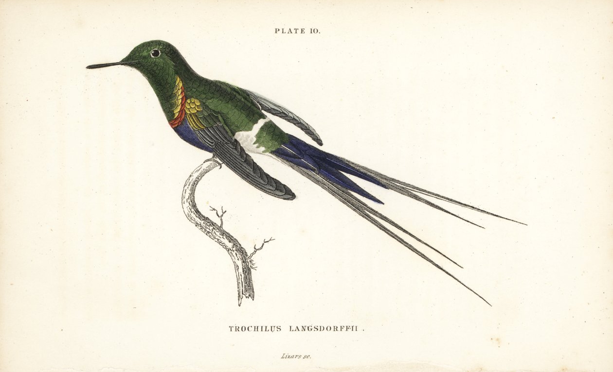 黑腹刺尾鸟，Discosura langsdorffi（兰斯多夫蜂鸟，Trochilus langsdorffii）。William Lizars 手工绘制的彩色钢板雕刻，选自 William Jardine 爵士的《博物学家图书馆》：鸟类学：蜂鸟》第 2 卷，爱丁堡，W.H. Lizars 著。 作者 未知艺术家
