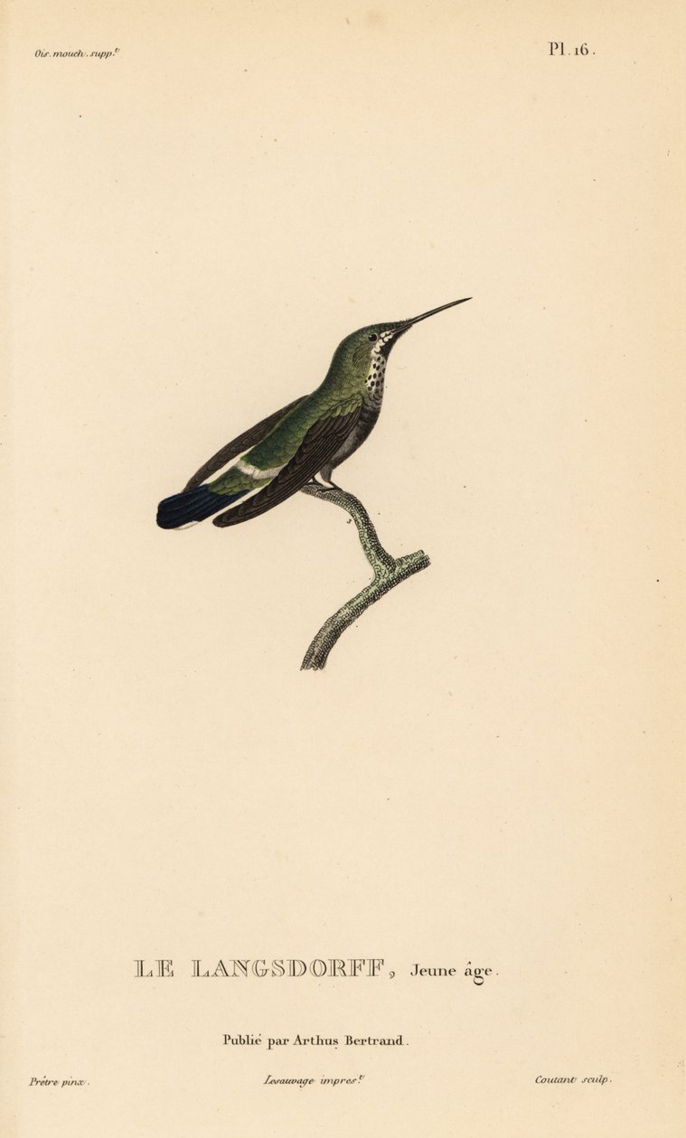 黑腹刺尾，Discosura langsdorffi（Ornismya langsdorfii）。未成年。Coutant 根据让-加布里埃尔-普雷特尔（Jean-Gabriel Pretre）的插图绘制的手工彩色钢版画，插图出自 Rene Primevere Lesson 的《蜂鸟科利布里属自然史》。 作者 未知艺术家