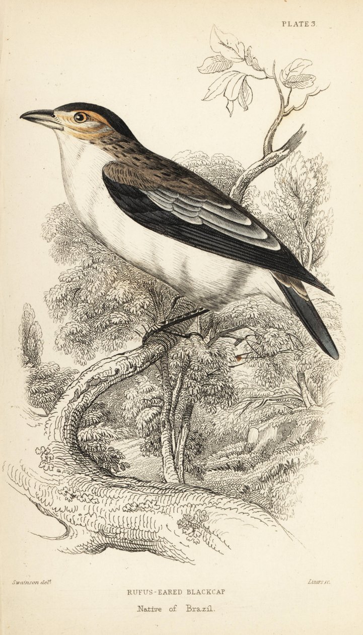 黑冠黑帽鸟，Tityra inquisitor（Rufos-eared black-cap，Psaris erythrogenys）。William Lizars 根据威廉-斯温森（William Swainson）的插图绘制的手绘钢版画，选自威廉-怡和爵士的《博物学家图书馆》：鸟类学：捕蝇鸟，爱丁堡 作者 未知艺术家
