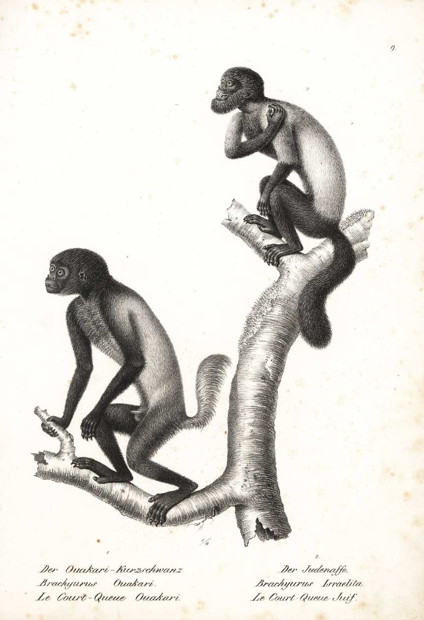 黑头uakari，Cacajao melanocephalus ouakary (Brachyurus ouakari) 和棕背胡须崎，Chiropotes israelita (Brachyurus israelita)。卡尔-约瑟夫-布罗德特曼（Karl Joseph Brodtmann）绘制的石版画，选自海因里希-鲁道夫-申茨（Heinrich Rudolf Schinz）的《动物自然史图解》（Z 作者 未知艺术家