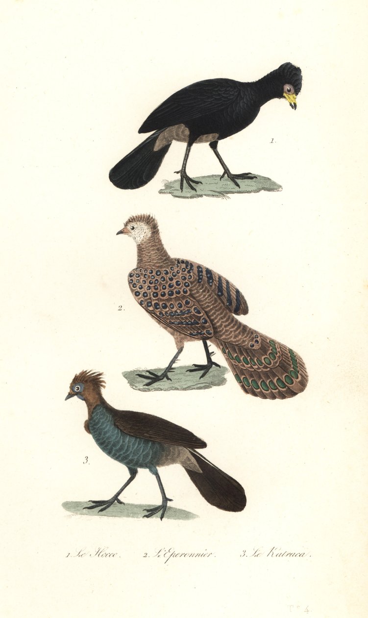 黑凤冠鸟、灰孔雀雉和 Chachalaca。 作者 未知艺术家