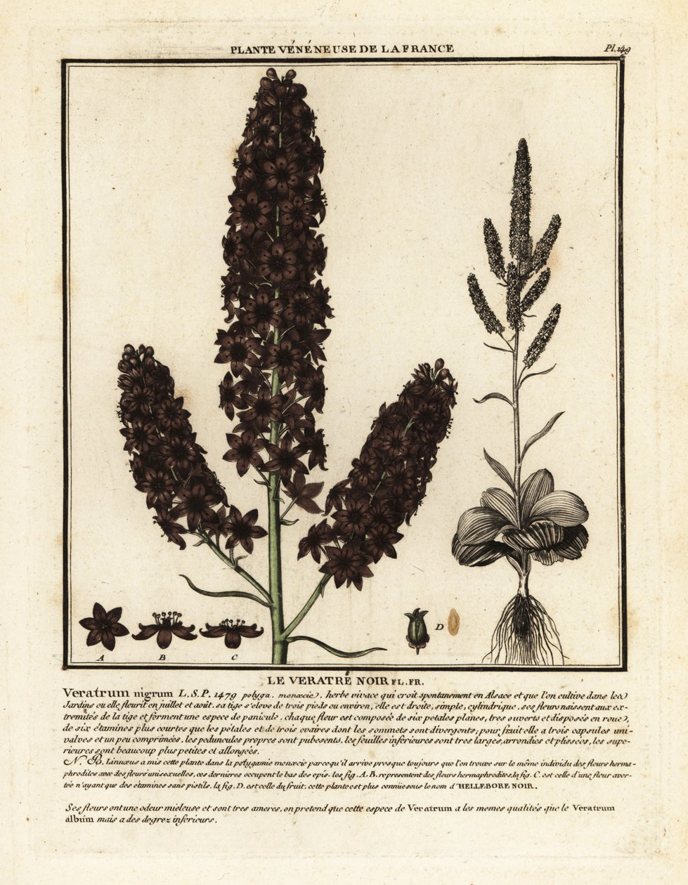 黑色假藜芦，Veratrum nigrum。 作者 未知艺术家
