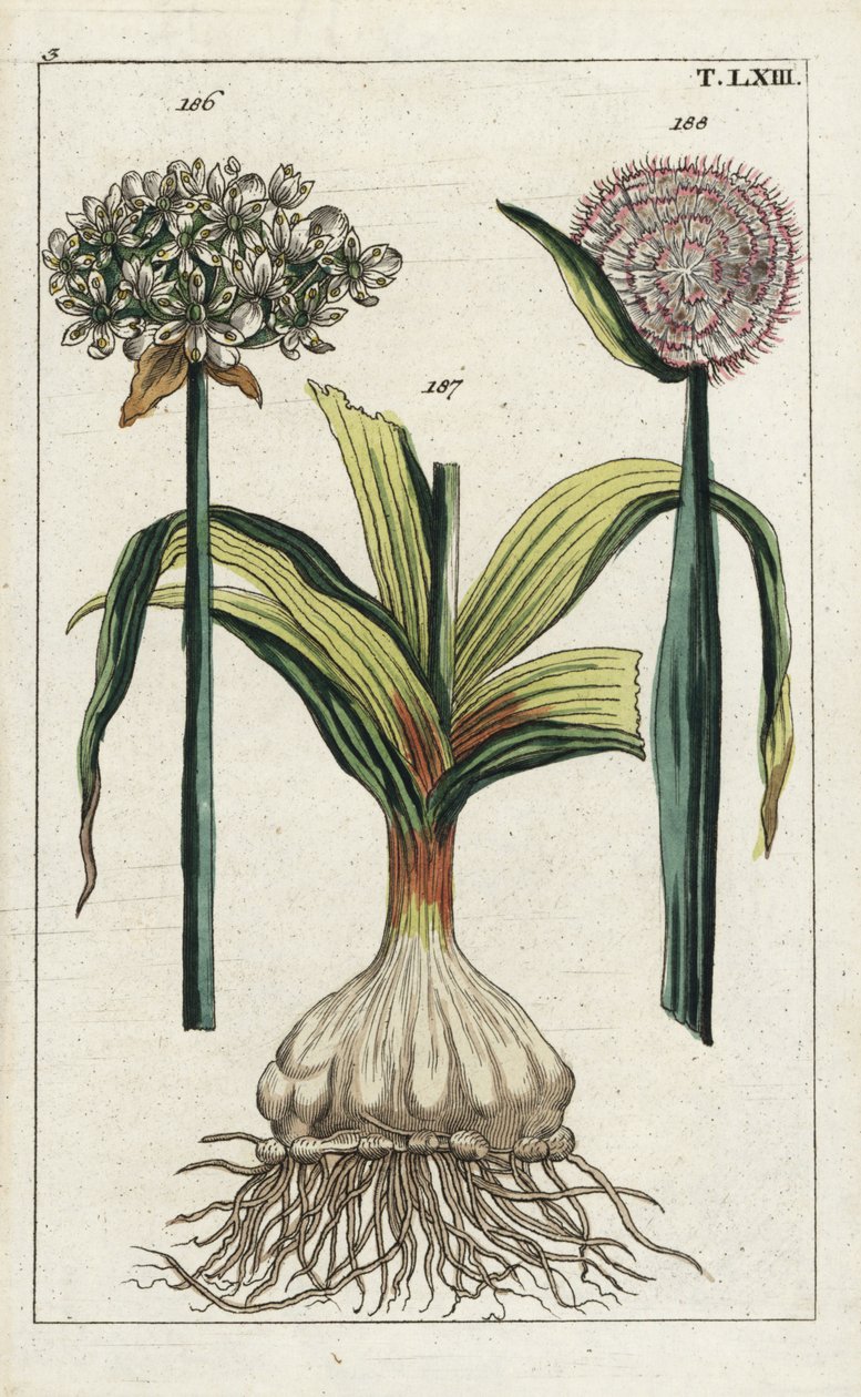 黑蒜（黑蒜），Allium nigrum 186，洋葱，Allium cepa，球茎 187 和花 188。G. T. Wilhelm 的 "Unterhaltungen aus der Naturgeschichte"（《自然历史百科全书》）中一幅植物插图的手工彩色铜版雕刻 作者 未知艺术家